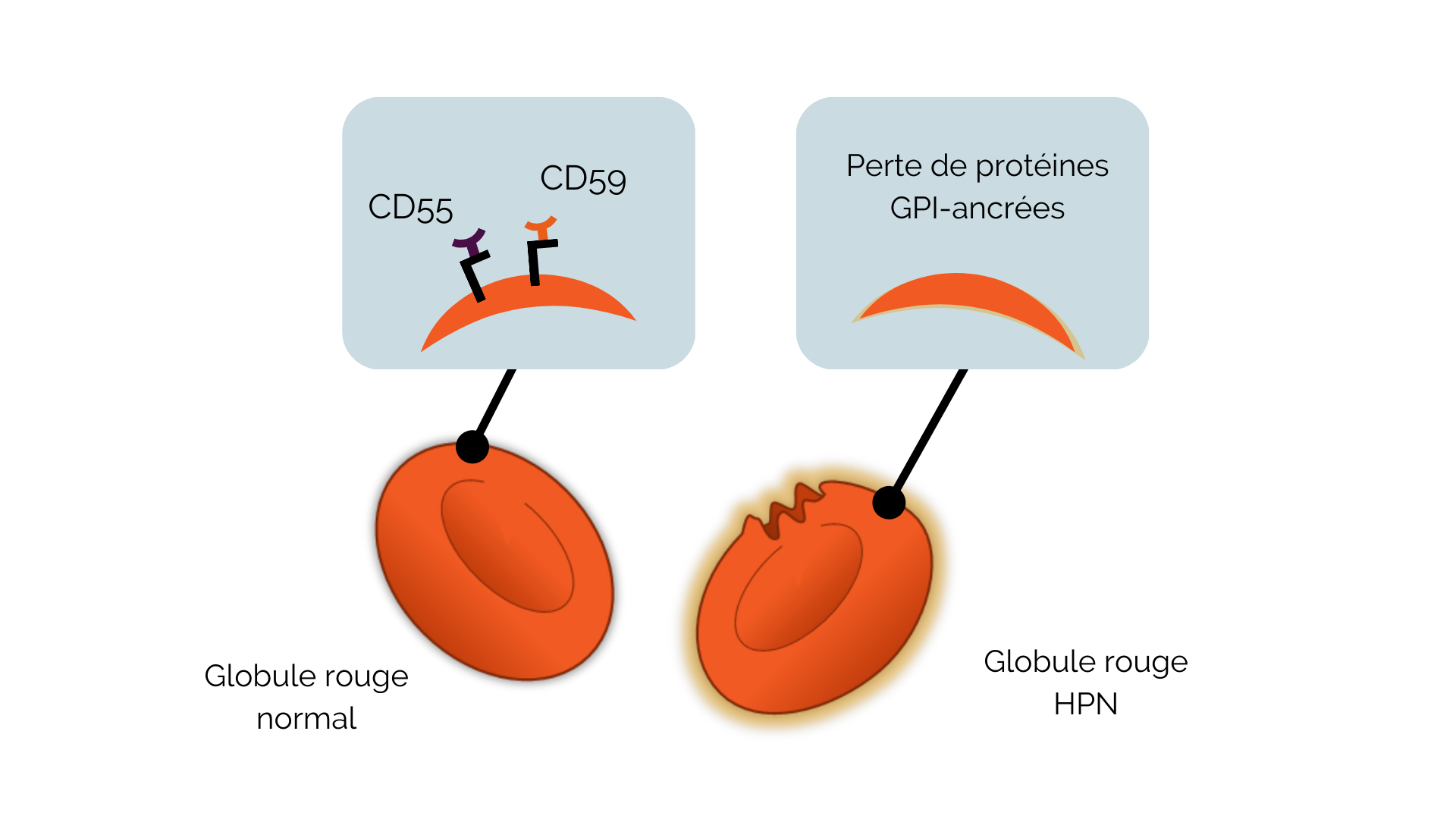 pathotologie