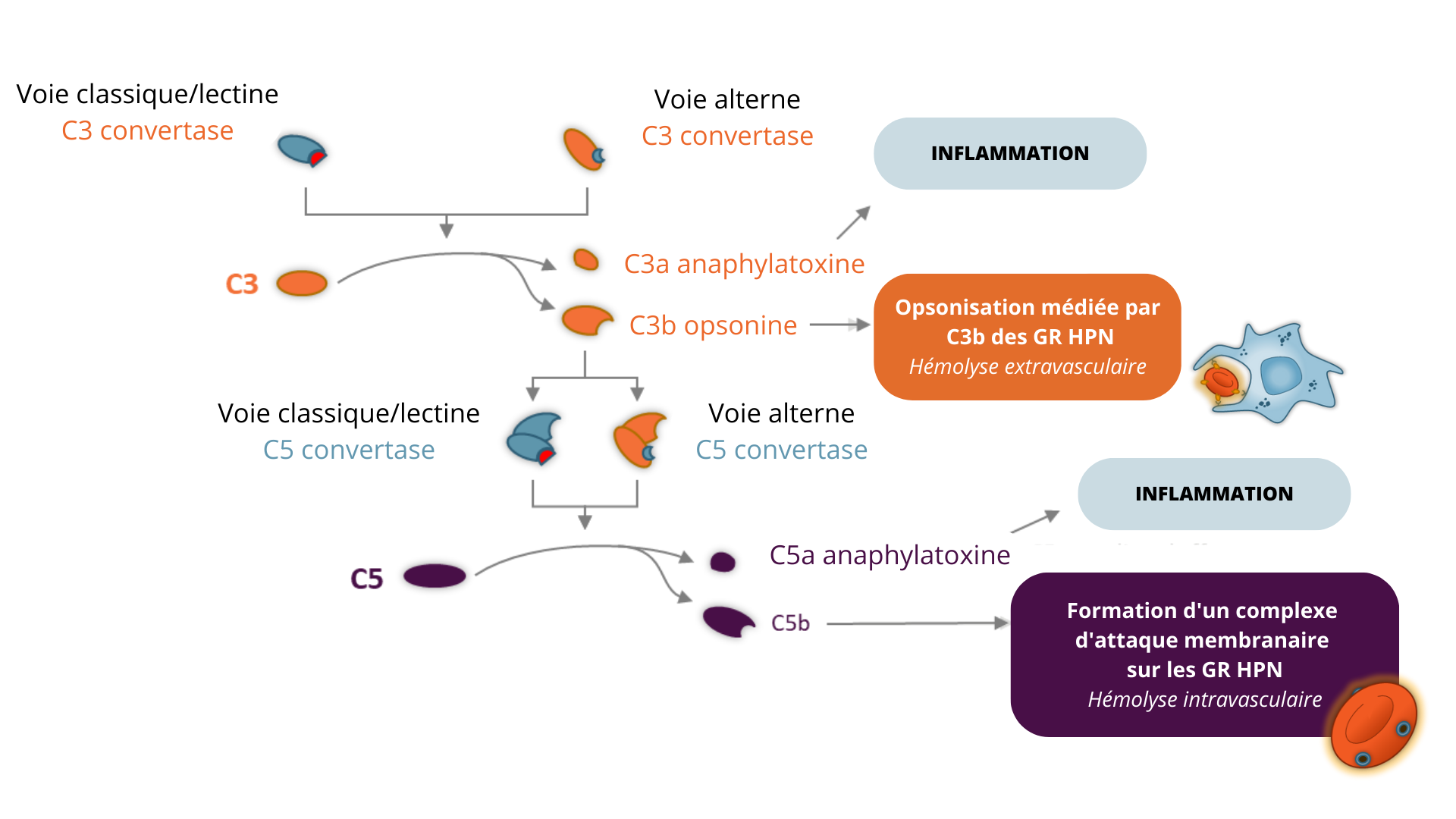 système du complément