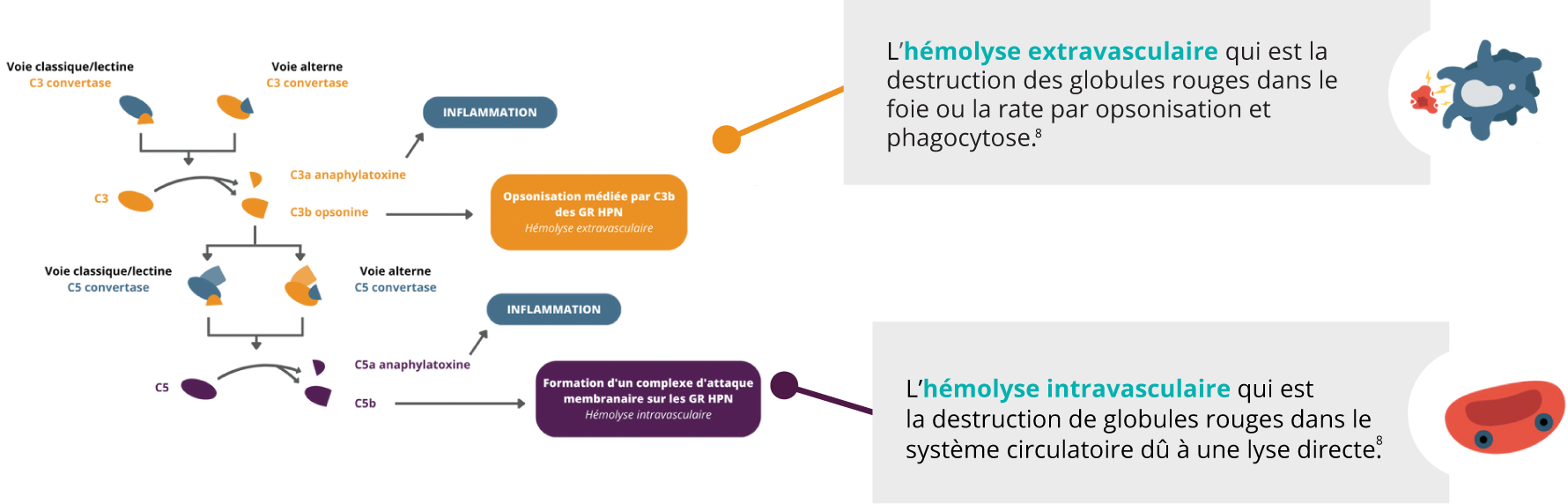 hemolyse